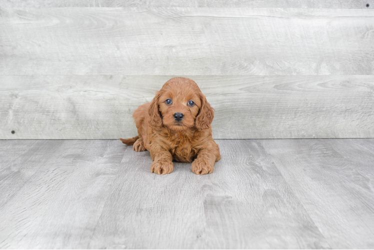 Mini Goldendoodle Pup Being Cute