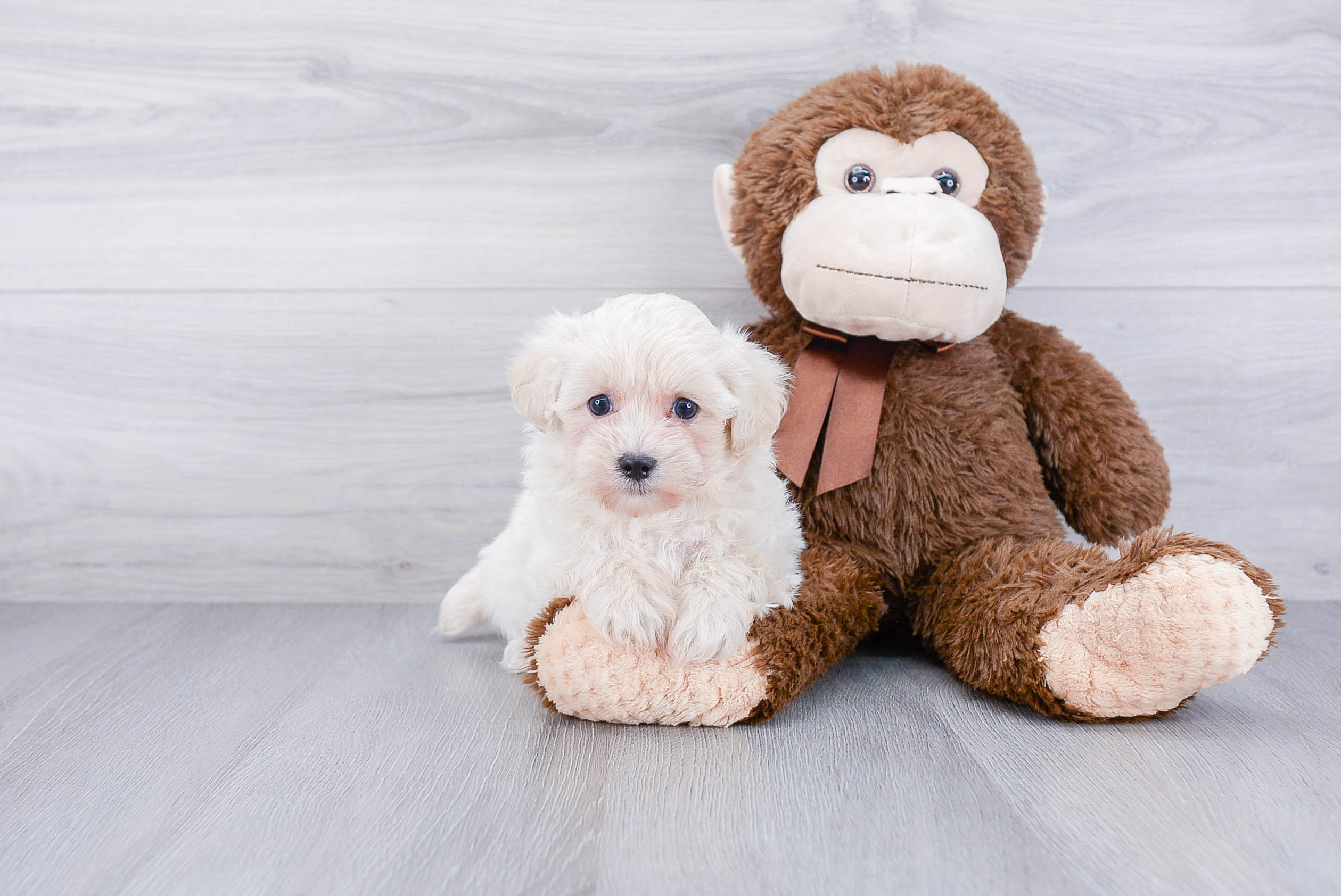 Little Maltepoo Poodle Mix Puppy