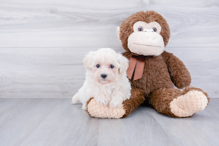 Little Maltepoo Poodle Mix Puppy