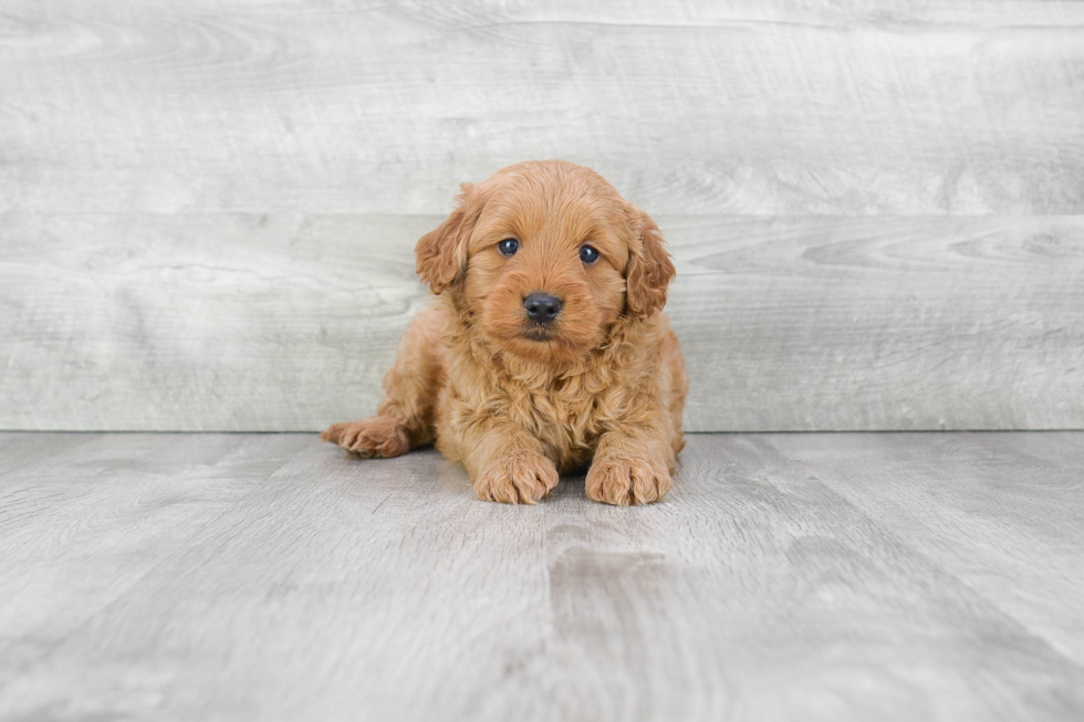 Small Mini Goldendoodle Baby