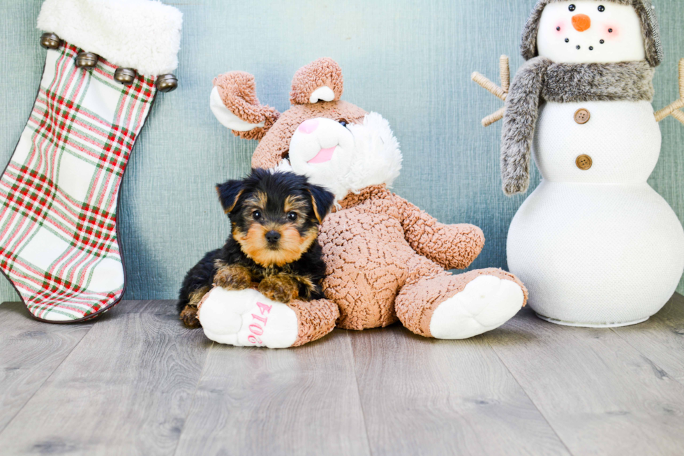 Meet Rascal - our Yorkshire Terrier Puppy Photo 