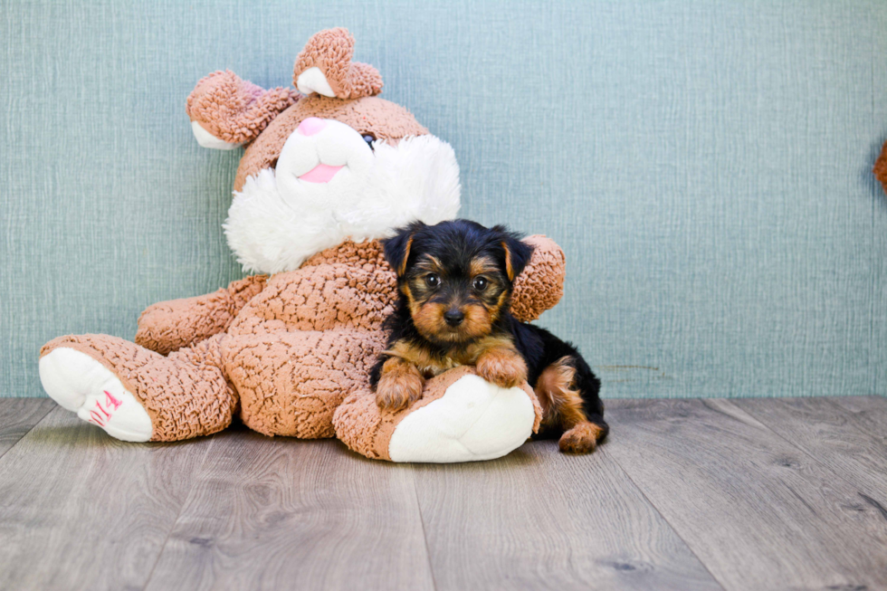 Meet Lisa - our Yorkshire Terrier Puppy Photo 