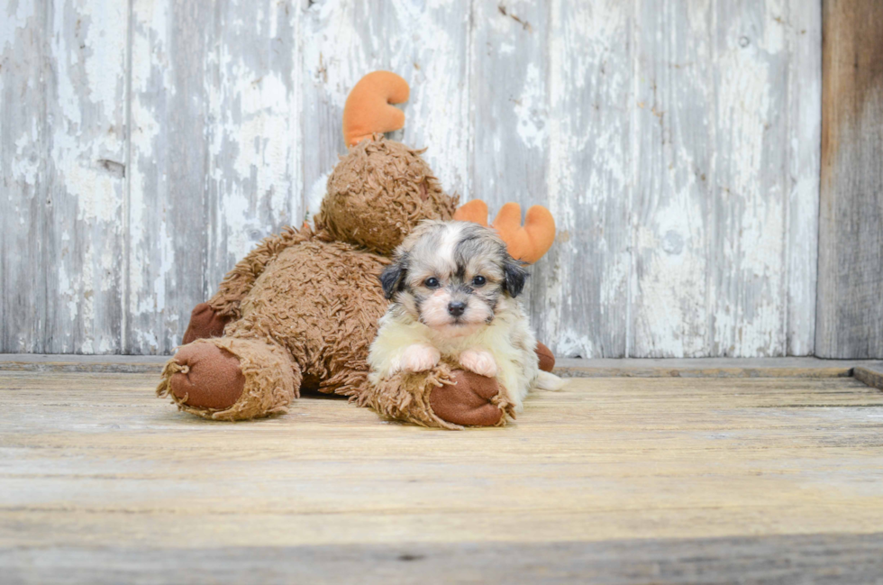 Teddy Bear Pup Being Cute