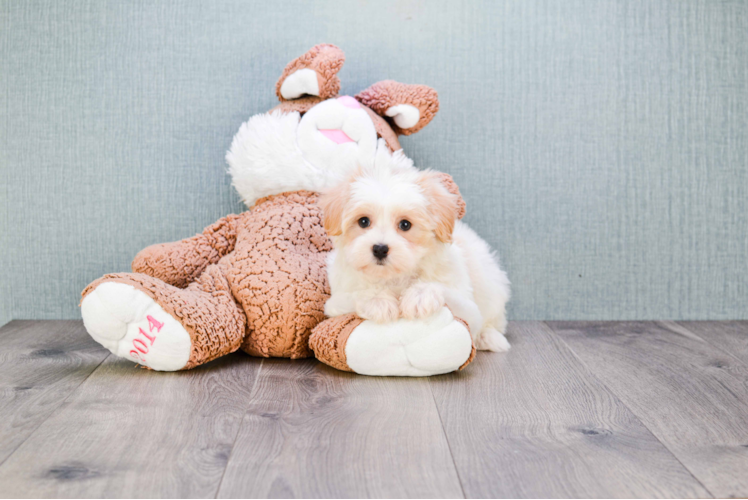 Cute Maltipoo Baby