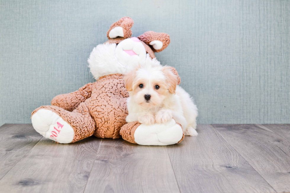 Cute Maltipoo Baby