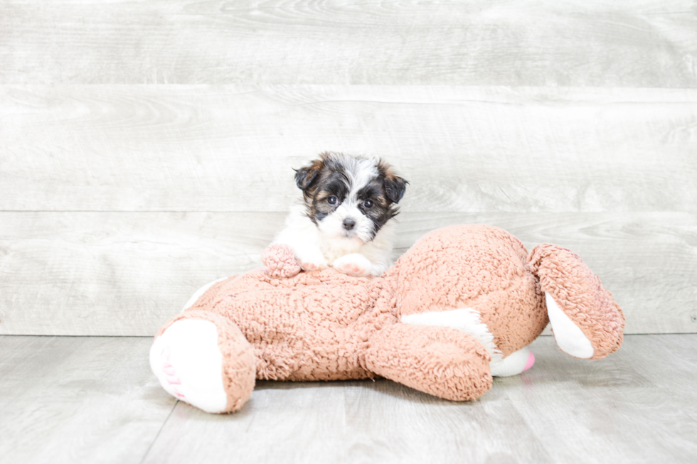 Teddy Bear Puppy for Adoption