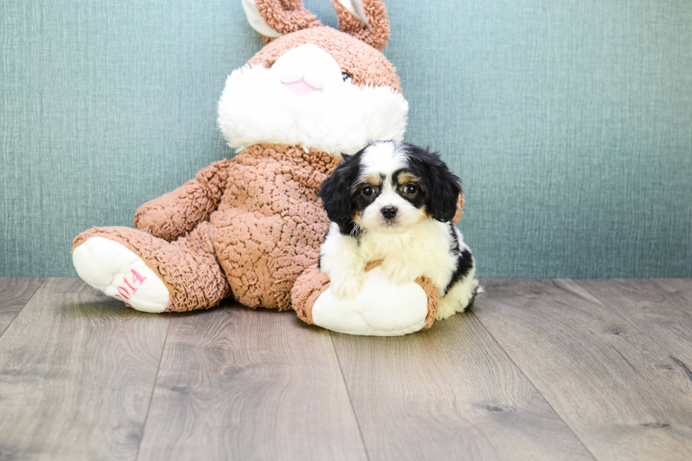 Meet Kanye - our Cavachon Puppy Photo 