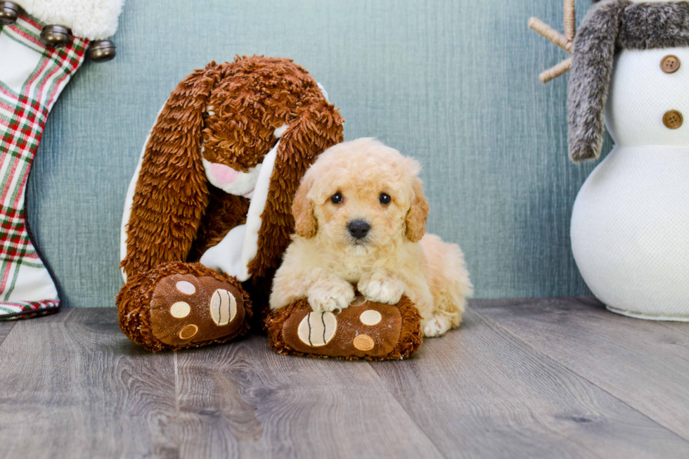 Maltipoo Puppy for Adoption