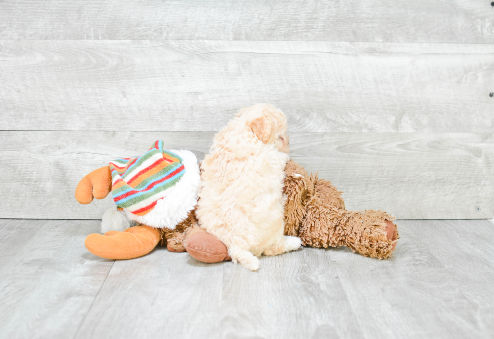 Happy Maltipoo Baby