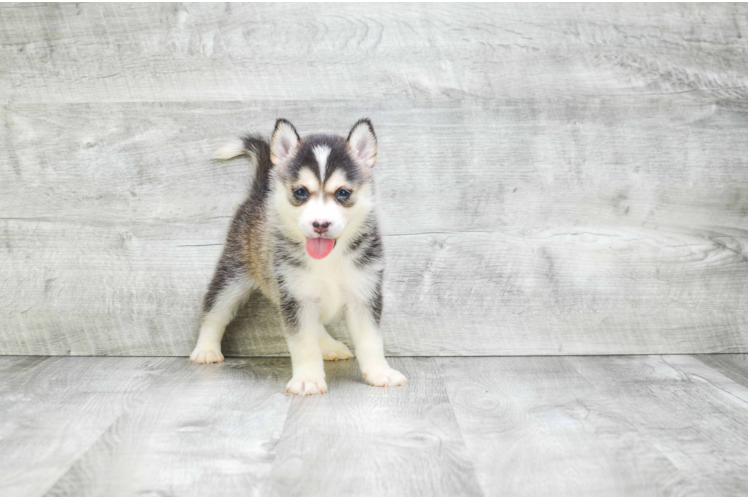 Best Pomsky Baby