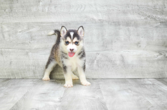 Best Pomsky Baby