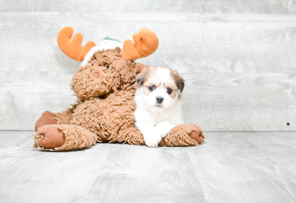 Teddy Bear Pup Being Cute