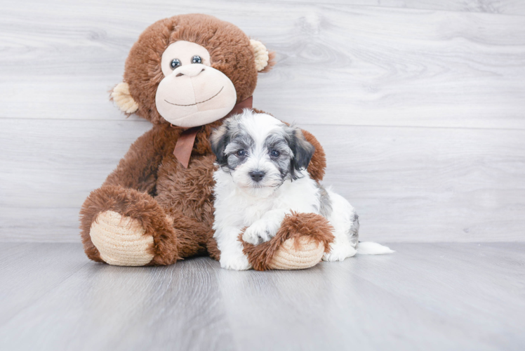 Playful Havanese Purebred Pup