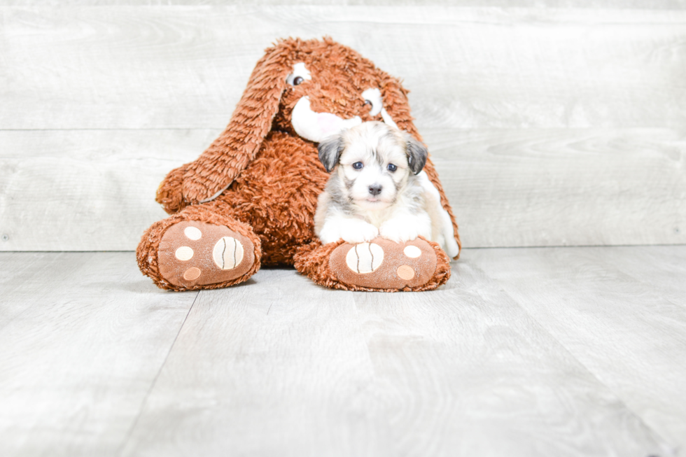 Havanese Pup Being Cute