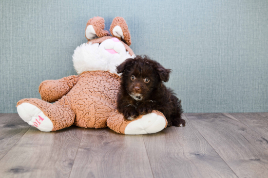 Mini Aussiedoodle Pup Being Cute