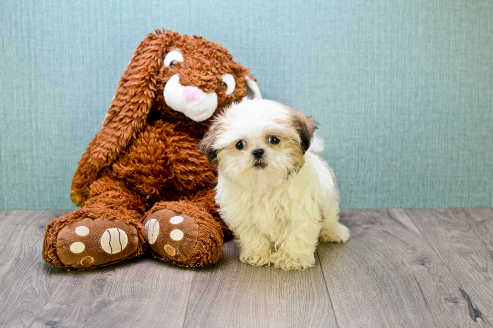 Popular Shih Tzu Baby