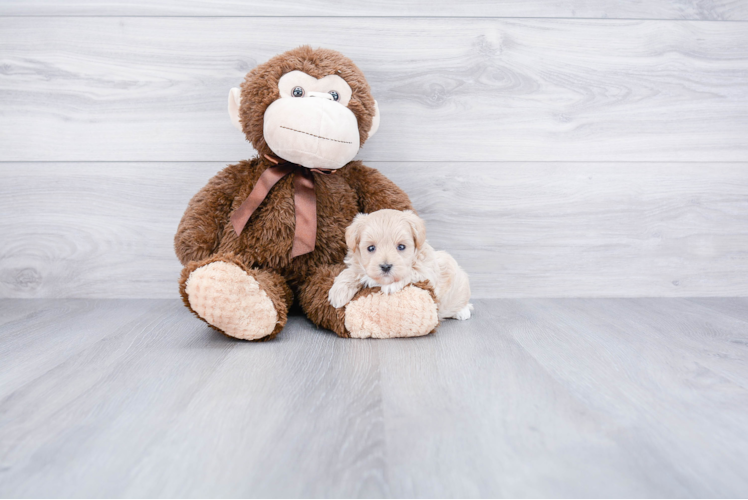 Friendly Maltipoo Baby