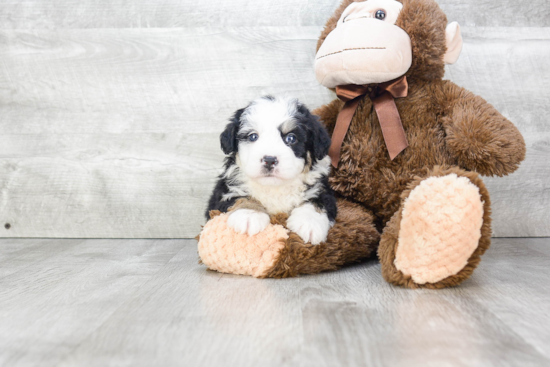 Happy Mini Bernedoodle Baby