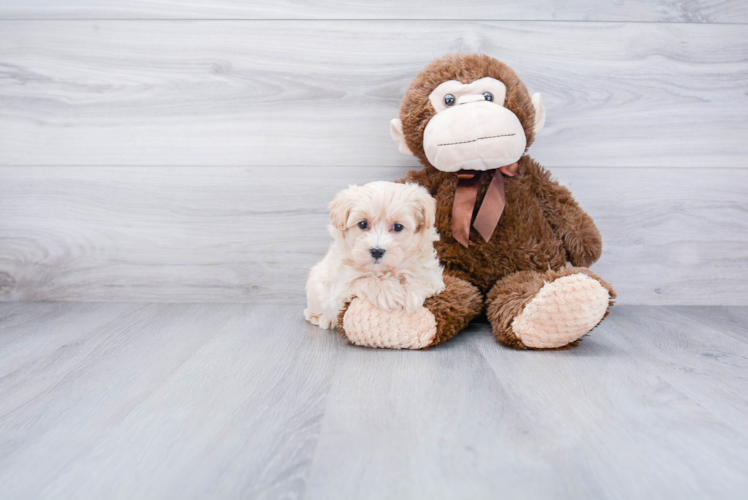 Small Maltipoo Baby