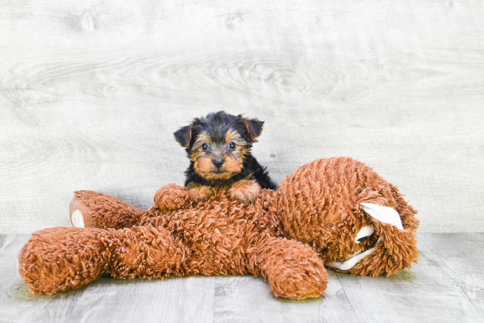 Meet Ruger - our Yorkshire Terrier Puppy Photo 