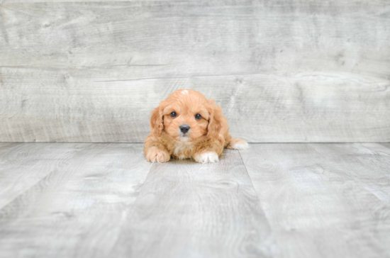 Friendly Cavapoo Baby