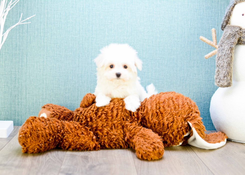 Meet Teacup-Madison - our Maltese Puppy Photo 