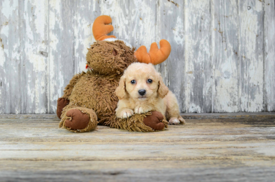 Cavapoo Pup Being Cute