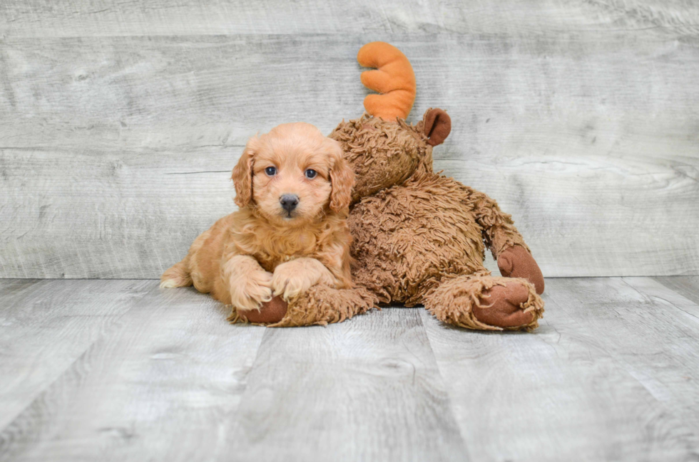 Sweet Cavapoo Baby