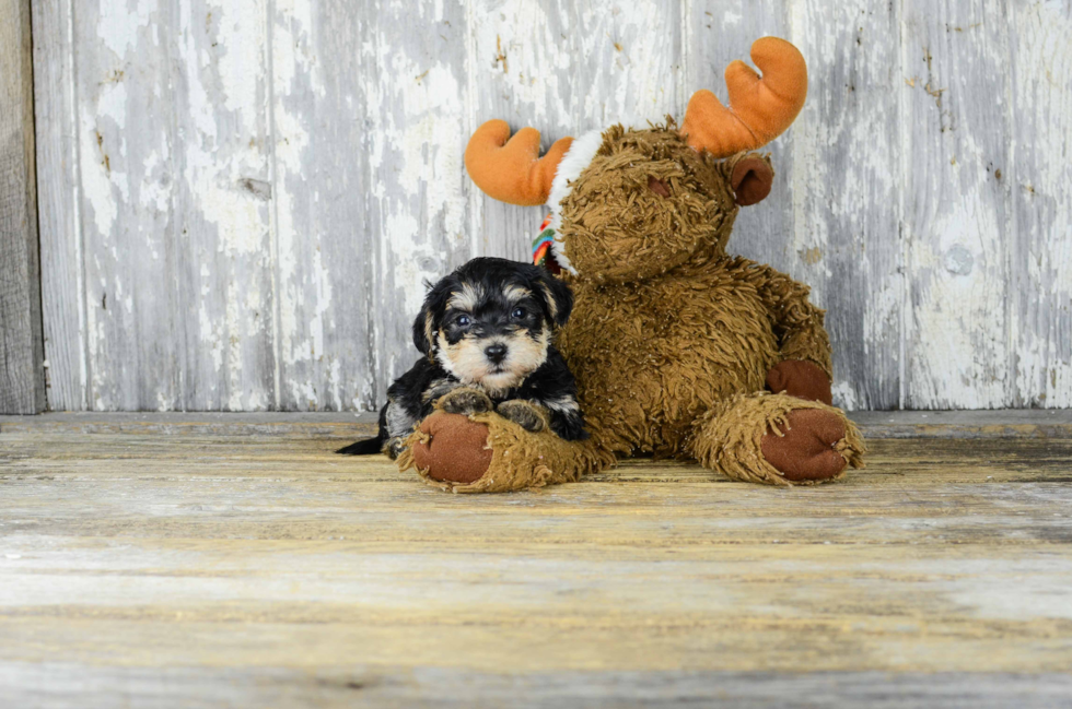 Morkie Pup Being Cute