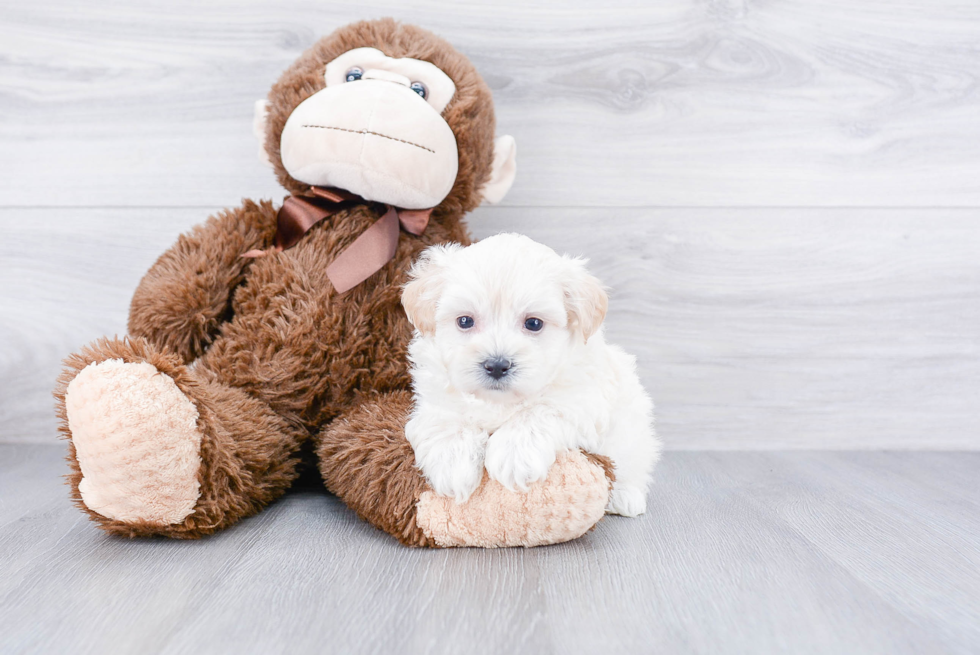 Playful Maltepoo Poodle Mix Puppy