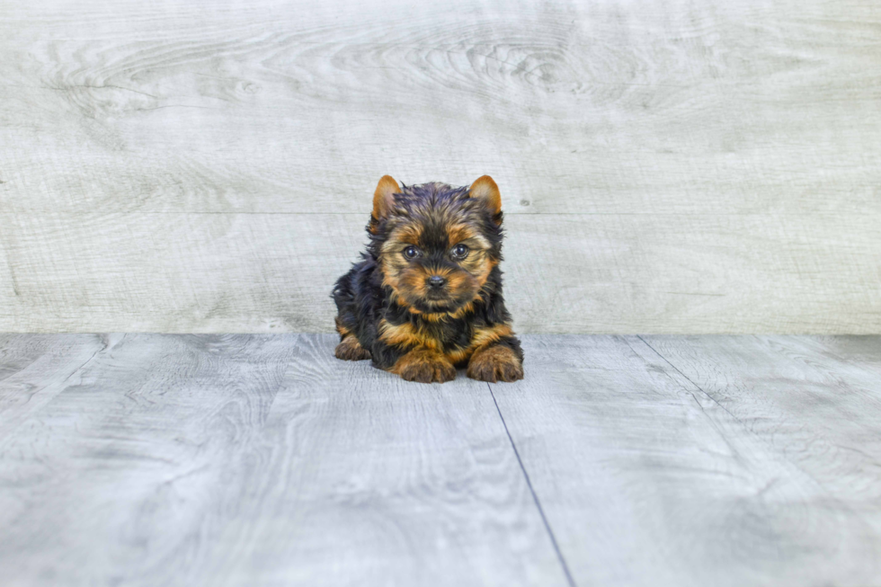 Meet Goldie - our Yorkshire Terrier Puppy Photo 