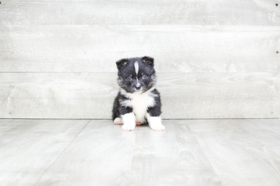 Fluffy Pomsky Designer Pup