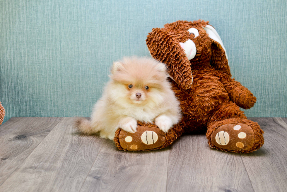 Pomeranian Pup Being Cute