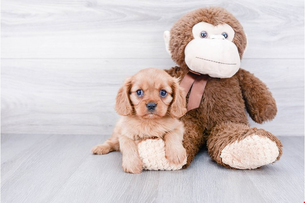 Little Cavalier King Charles Spaniel Baby