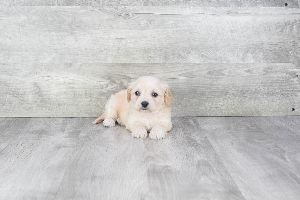 Cavachon Puppy for Adoption