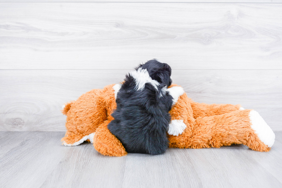 Popular Teddy Bear Designer Pup