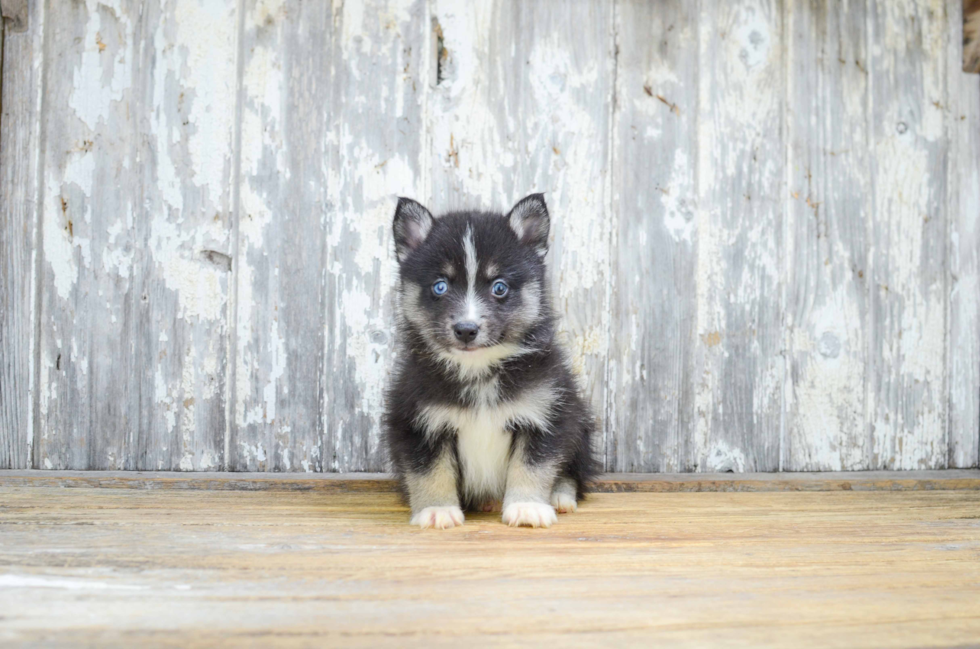 Playful Mini Husky Designer Puppy