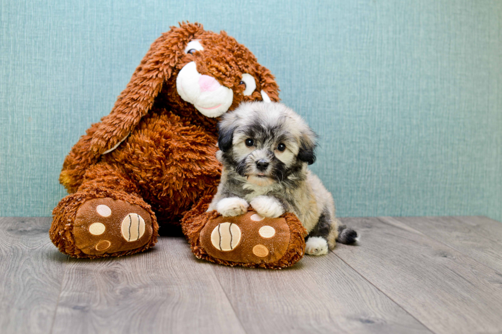 Petite Havanese Purebred Puppy