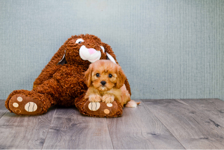 Fluffy Cavapoo Poodle Mix Pup