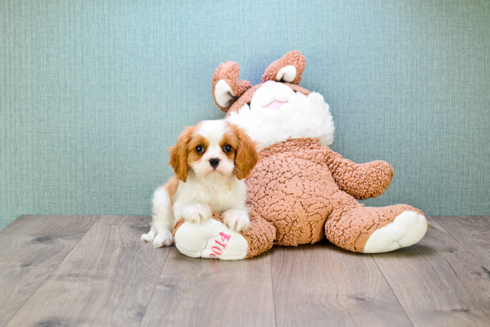 Best Cavalier King Charles Spaniel Baby