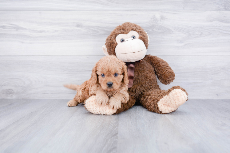 Cavapoo Pup Being Cute