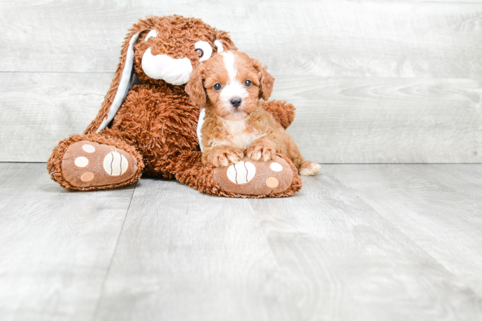 Hypoallergenic Cavoodle Poodle Mix Puppy