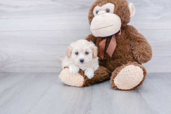 Best Maltipoo Baby