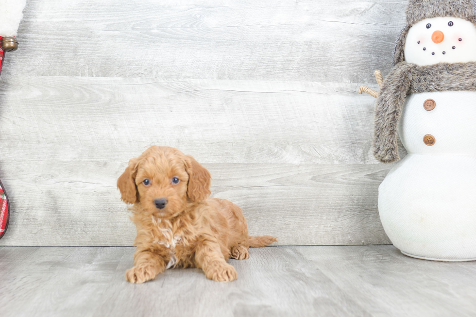 Fluffy Mini Goldendoodle Poodle Mix Pup