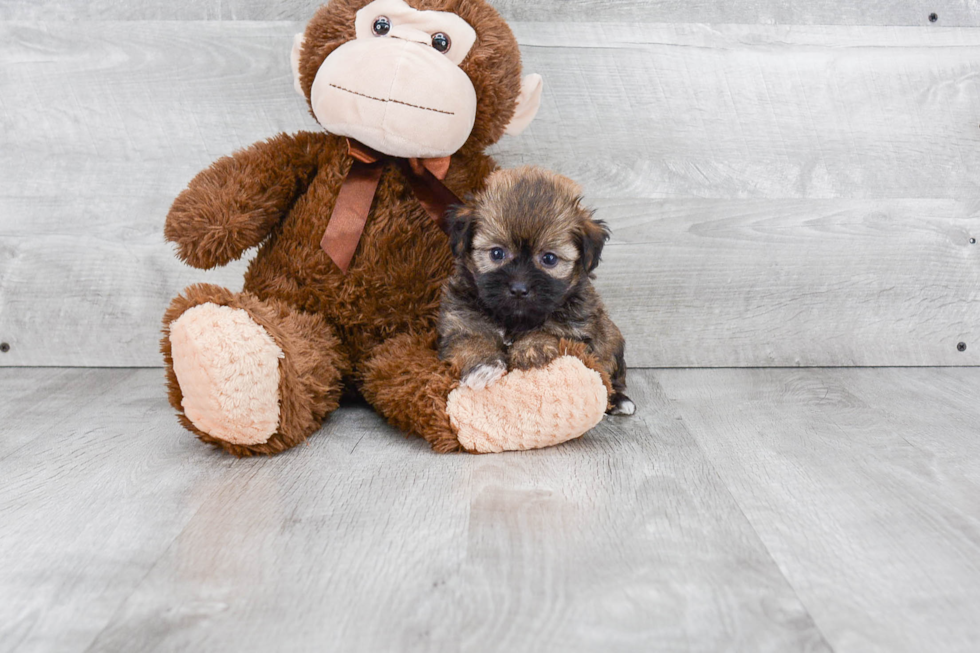 Havanese Pup Being Cute