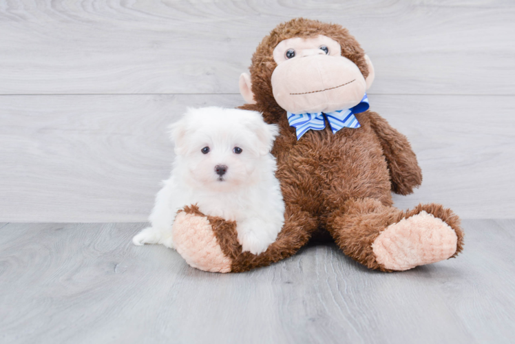 Hypoallergenic Maltese Baby