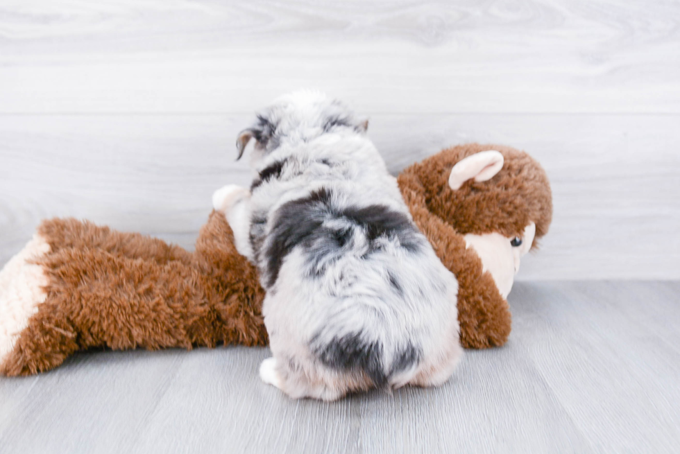 Best Mini Aussiedoodle Baby