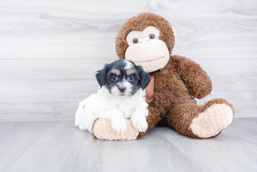 Teddy Bear Puppy for Adoption