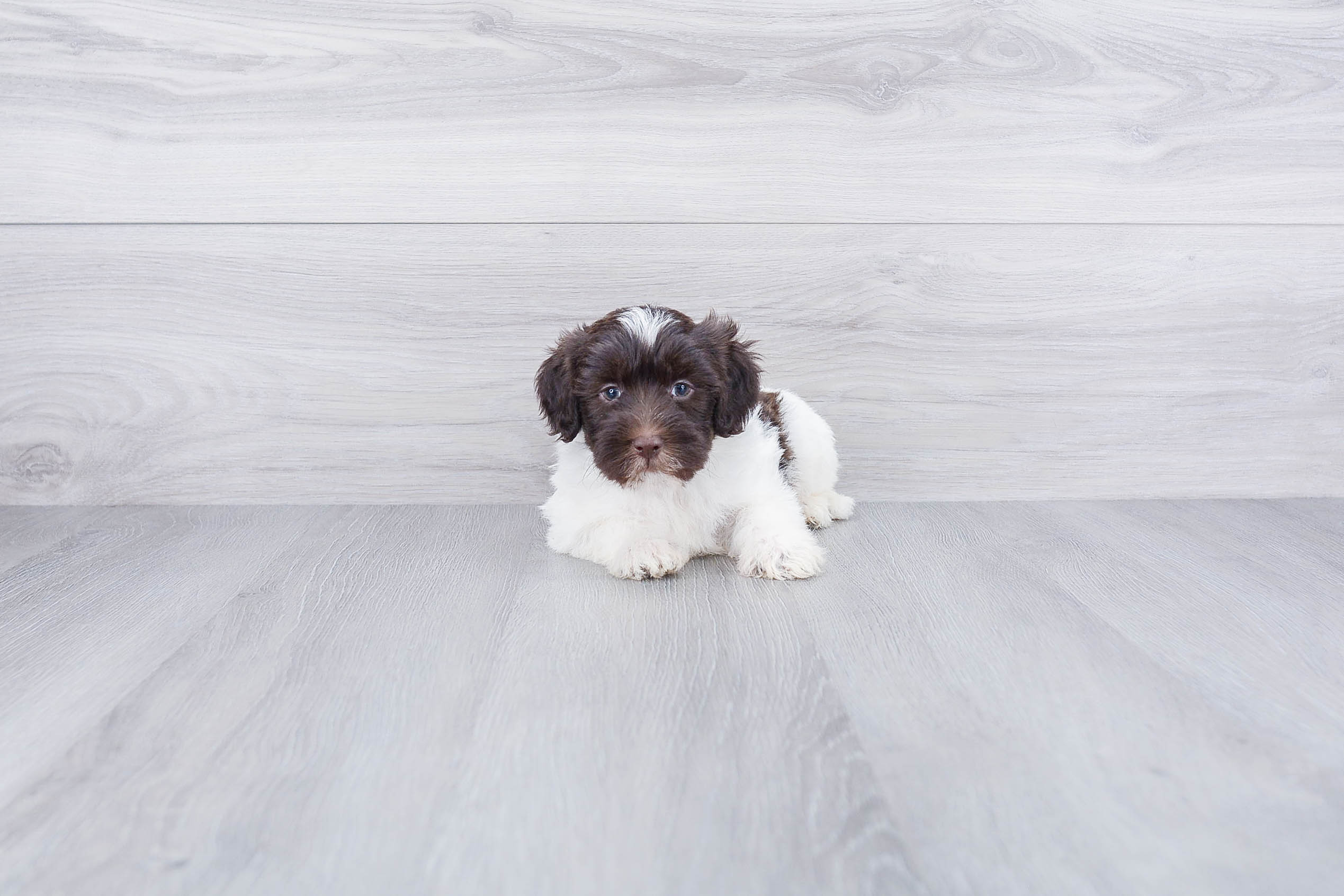 Mini Labradoodle Pup Being Cute
