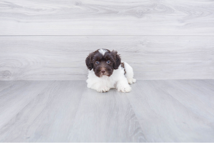 Mini Labradoodle Pup Being Cute